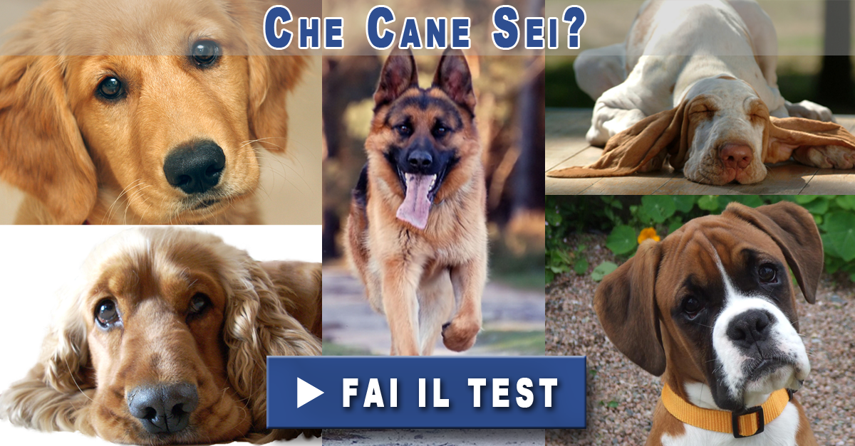 che cane sei